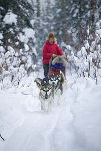 Huskies racing in Alaska