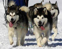 huskies racing at Aviemore, Scotland