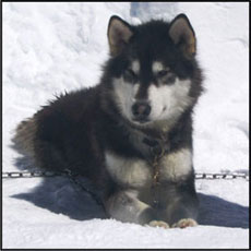 husky resting in snow