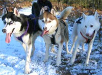 Huskies ready to race